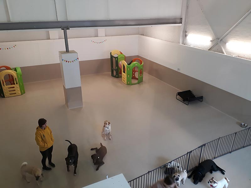 Metropolitan Insulation: Doggy Day Care
